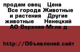  продам овец › Цена ­ 100 - Все города Животные и растения » Другие животные   . Ненецкий АО,Верхняя Мгла д.